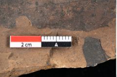 Foto (Detailansicht) von Sphaeria palaeosapindi Ettingshausen (NHMW-GEO-2024-0188-0043)